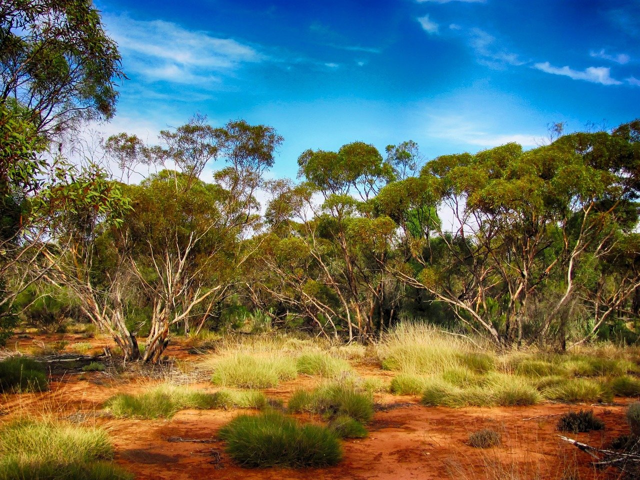 Australian outback trees and red dirt